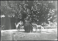 Nadine Helbig with dogs